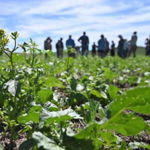 A group of people gather in the background of a green ag field.