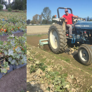 Two side-by-side photos, one of plastic mulch surrounding pumpkin plants and the other of a man on a tractor.