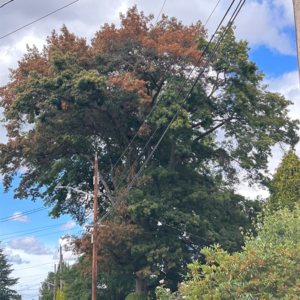 Urban oak tree with branch flagging.