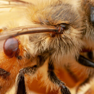 Honey bee with Varroa mite on abdomen.