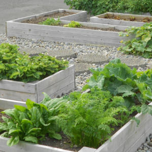 Raised beds with garden produce.