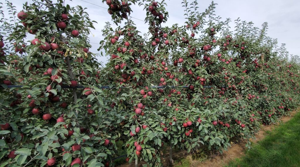 WA 38 apples in orchard