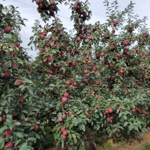 WA 38 apples in orchard