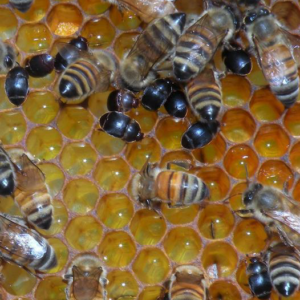 Small hive beetles among honey bees on comb.