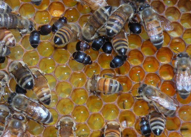 Small hive beetles among honey bees on comb.