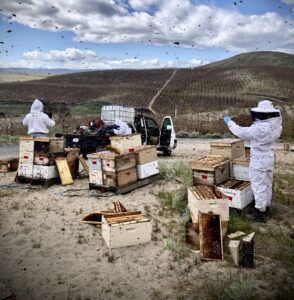 Beekeepers in protective suits work among open beehives as bees swarm overhead, with agricultural hills in the background.