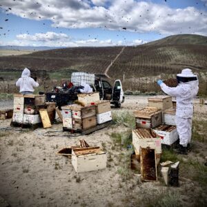 Beekeepers in protective suits work among open beehives as bees swarm overhead, with agricultural hills in the background.