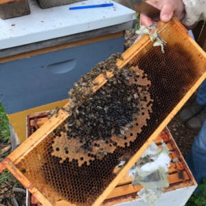 Person holding medium-sized honey bee frame with cluster of dead bees on frame.