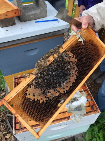 Person holding medium-sized honey bee frame with cluster of dead bees on frame.