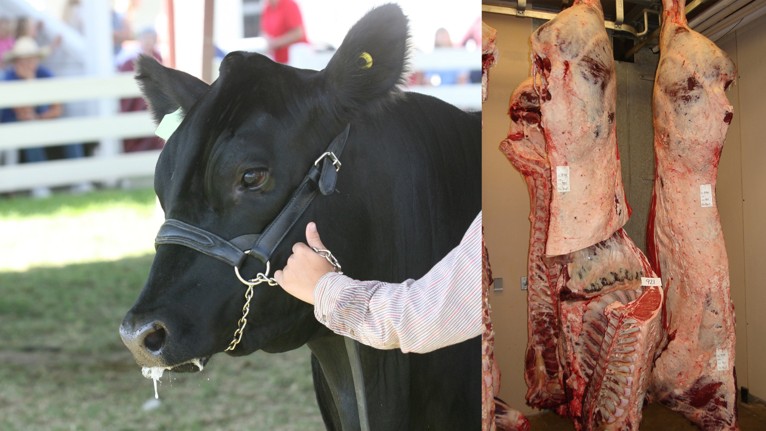 On the left, a black cow. On the right, hanging cow carcasses.