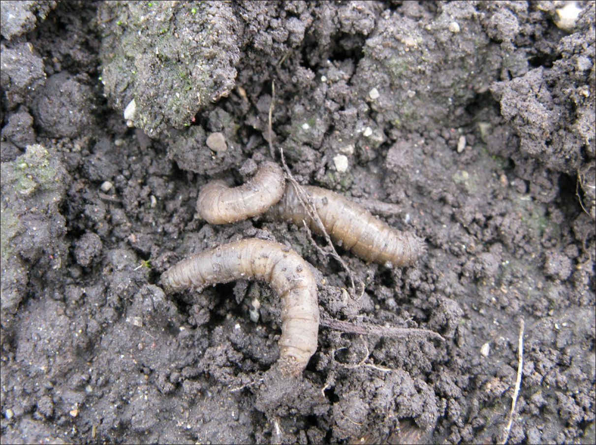 Pale, worm-like larvae in dirt.