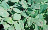 Groundcover plant with bluish-green spiny leaves.