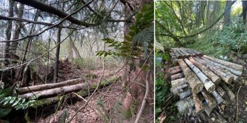 Bolts stacked into a cube in a forest.