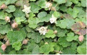 Dense green groundcover plant with green lobed leaves and white flowers.