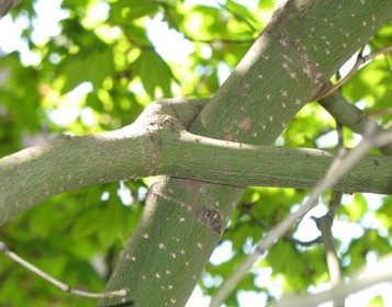 A forked branch wrapping around a normal tree branch.