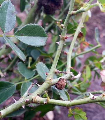 A large brown lump sits on the stem of a rosebush.