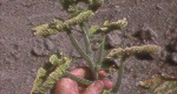Old, browning leaves with yellow edges that are curled up.