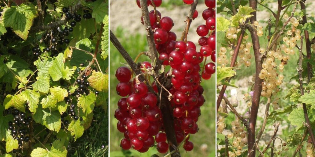 Three images of small clustered berries on the vine. From left to right, black currants, red currants, and white currants.