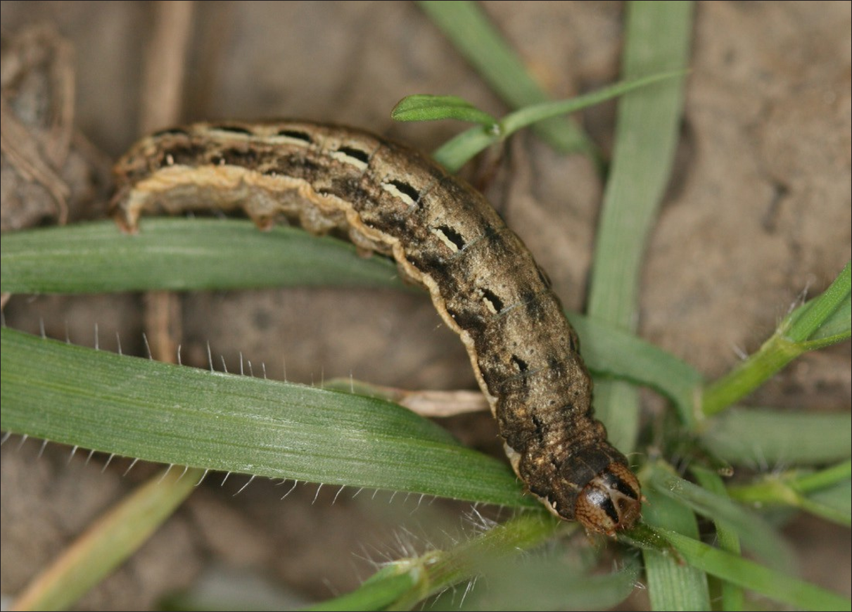 Brown caterpillar with black spots on sides in grass.