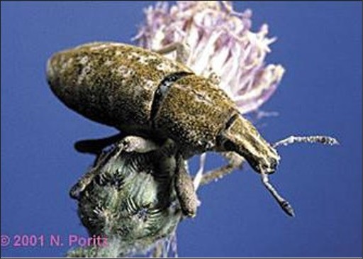 A small brown and textured bug.