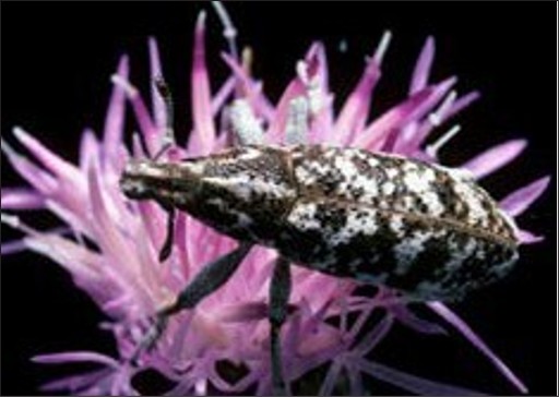 A small striped brown-and-white bug on a purple flower with thin, long petals in a cluster.