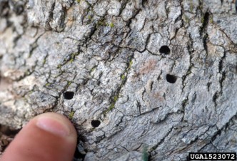 Close-up of several D-shaped emerald ash borer exit holes in ash bark.