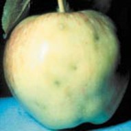 Pale apple with divots.