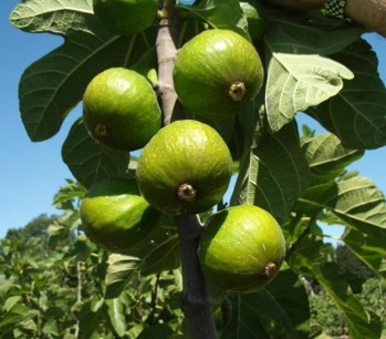 Large, round, green figs on a branch.