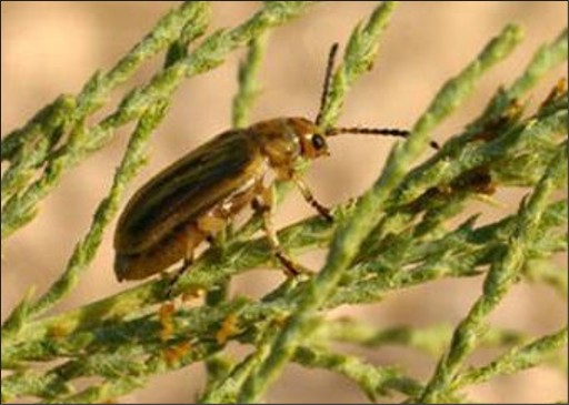 A small brown bug on a saltcedar weed.