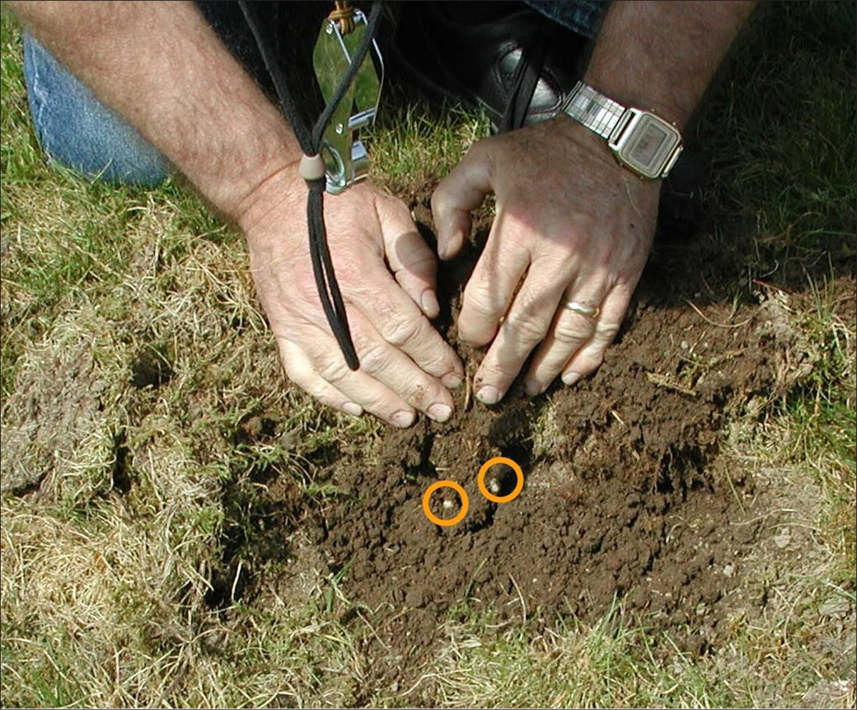 Hands moving a pile of dirt back to reveal two white European chafer grubs.
