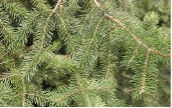 Green Douglas fir pine needles.