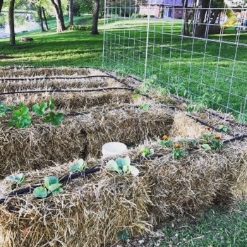 Hay bales with irrigation lines lining the top surface. Small plants grow on top of the bales.
