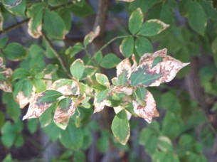 Leaves with pale, browning edges.