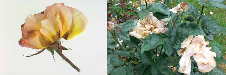 Diseased rose flowers droop and have browning edges.