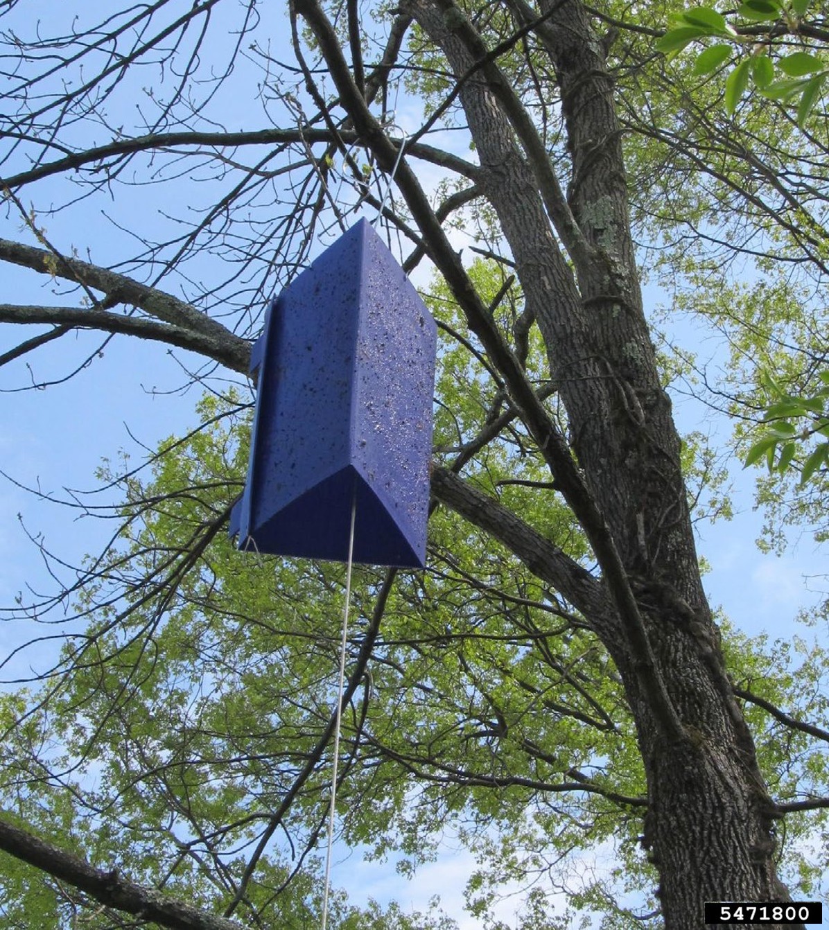 A purple triangular prism trap hanging from a tree branch.