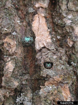 Emerald ash borers emerging through D-shaped holes in ash bark.