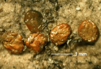 A small cluster of brown emerald ash borer eggs on tree bark. The eggs are less than 1 mm in diameter.