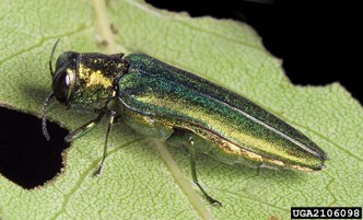 Close-up of a metallic green emerald ash borer feeding on an ash leaf.