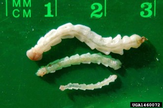 Several emerald ash borer larvae at different stages of development. Arranged top to bottom from longest (3 mm) to shortest (1 mm).