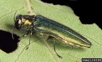 A metallic-green shiny bug on a leaf with bites taken out of it.