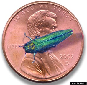 A green and blue shiny bug on a penny. The bug is skinny slightly smaller than the length of the penny.