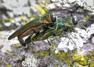 Two emerald ash borers mating on lichen-covered ash bark. One ash borer is on top of the other.