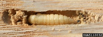 An emerald ash borer pupa shown tunneling in wood.
