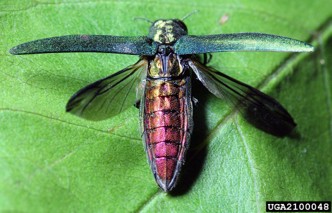 Emerald ash borer with its wings raised, exposing its purplish-red abdomen.