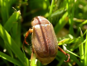Small brown bug.