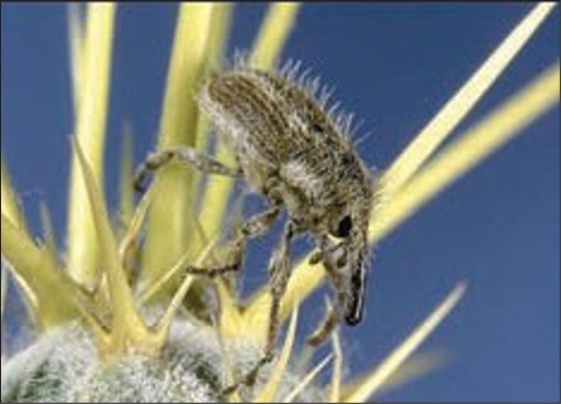 A small fuzzy brown bug with long legs.
