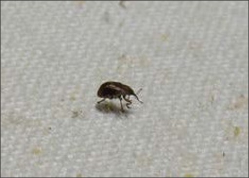 A small black bug.