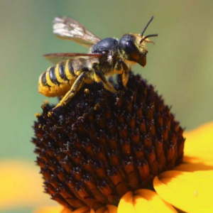 Bee on yellow flower.