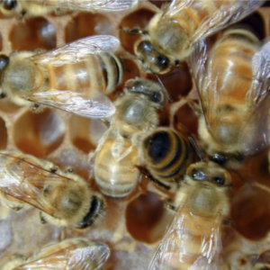 Close-up of honey bees on comb.