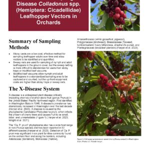 Methods for Sampling X-Disease Colladonus spp. (Hemiptera: Cicadellidae) Leafhopper Vectors in Orchards
